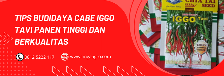 benih cabe, cabe merah keriting, budidaya cabe, cabe keriting unggul, bibit cabe iggo, LMGA AGRO
