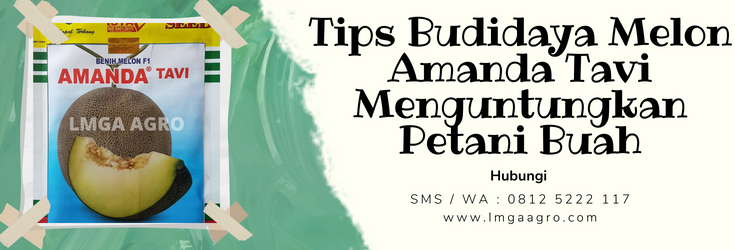 Pohon melon, cara menanam melon, tumbuhan melon, tanam melon, tanaman buah melon, melon amanda tavi, LMGA AGRO