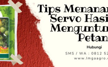 Budidaya tomat, benih tomat servo f1, cara menanam tomat, cara merawat tomat, umur panen tomat servo, LMGA AGRO