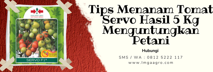 Budidaya tomat, benih tomat servo f1, cara menanam tomat, cara merawat tomat, umur panen tomat servo, LMGA AGRO