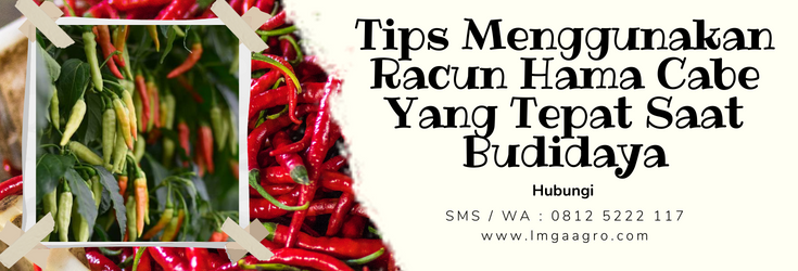 Budidaya cabe, racun hama cabe, tanaman cabe, hama cabe, hama cabai, LMGA AGRO