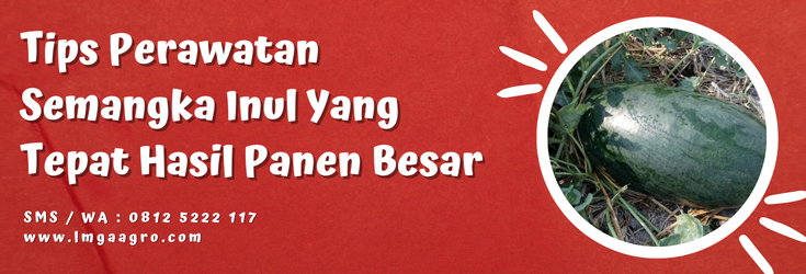 Budidaya semangka inul, perawatan semangka inul, benih semangka inul, pohon semangka inul, umur panen semangka inul, LMGA AGRO