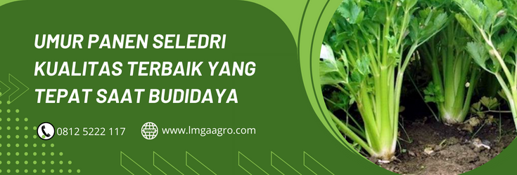 Budidaya seledri, cara menanam seledri, cara menanam bibit seledri, umur panen seledri, cara menyamai seledri, LMGA AGRO