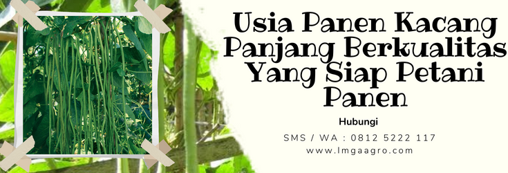 Budidaya kacang panjang, umur panen kacang panjang, cara menanam kacang panjang, budidaya tanaman kacang panjang, bunga kacang panjang, LMGA AGRO