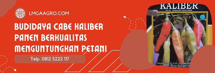 Benih cabe kaliber, budidaya cabe, budidaya cabe rawit, tanaman cabe, tanam cabe, LMGA AGRO