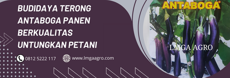 Budidaya terong ungu, pohon terong, tanaman terong ungu, cara menanam terong, bibit terong antaboga, LMGA AGRO