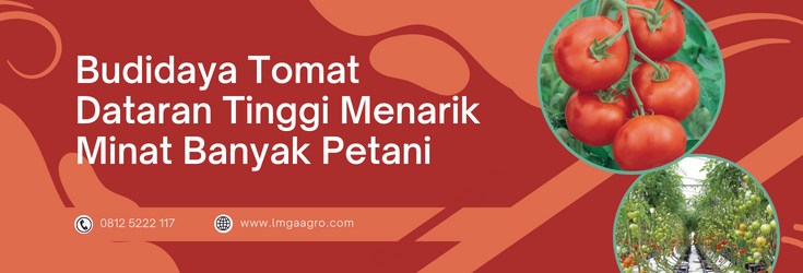Budidaya tomat dataran tinggi, cara menanam tomat, masa panen tomat, bibit pohon tomat,semai tomat