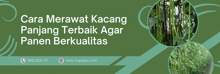 budidaya kacang panjang, panen kacang panjang, cara menanam kacang panjang, cara merawat kacang panjang, masa panen kacang panjang, LMGA AGRO