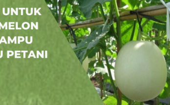 Budidaya melon, fungisida untuk tanaman melon, cara menanam melon, tumbuhan melon, menanam melon, lmga agro