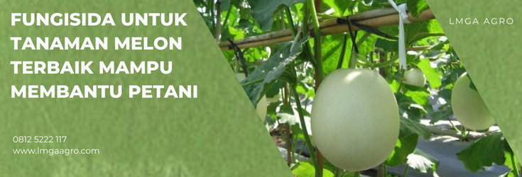 Budidaya melon, fungisida untuk tanaman melon, cara menanam melon, tumbuhan melon, menanam melon, lmga agro