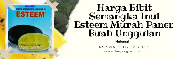 semangka inul esteem, budidaya semangka, tanaman semangka, pohon semangka, cara menanam semangka, LMGA AGRO