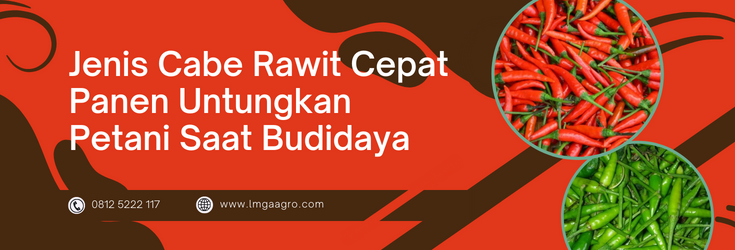 Jenis cabe rawit, jenis cabe rawit cepat panen, budidaya cabe, tanam cabe, budidaya cabe rawit, LMGA AGRO