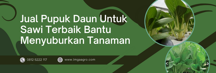 Cara menanam sawi, tanam sawi, pupuk daun untuk sawi, jenis pupuk daun, budidaya sawi, LMGA AGRO