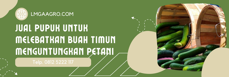 Budidaya timun, buah mentimun, pempukan timun, pupuk mentimun, tanaman mentimun, LMGA AGRO