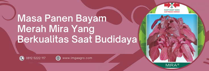 Bunga bayam merah, budidaya bayam merah, masa panen bayam merah, cara menanam bayam, budidaya tanaman bayam, LMGA AGRO