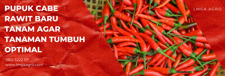 pupuk cabe rawit baru tanam, budidaya cabe, budidaya cabe rawit, cara menanam cabe, tanam cabe rawit, lmga agro