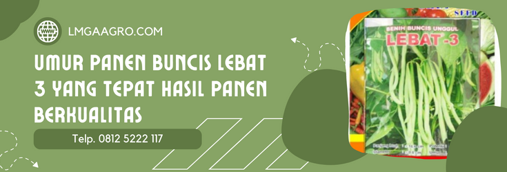 Budidaya buncis, cara menanam buncis, biji buncis, bibit buncis, umur panen buncis, LMGA AGRO