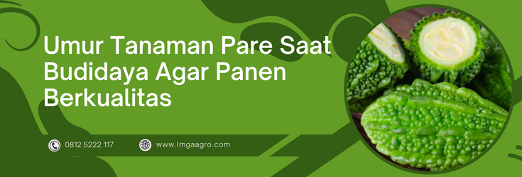 Budidaya pare, umur tanaman pare, kebun pare, tumbuhan pare, budidaya tanaman pare, LMGA Agro