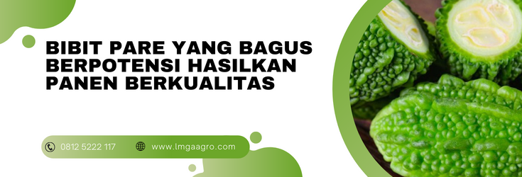 Bibit pare yang bagus, budidaya pare, tanam pare, cara menanam pare, jarak tanam pare, lmga agro