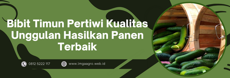 Bibit timun pertiwi, budidaya timun, budidaya timun, pohon mentimun, menanam timun, LMGA AGRO