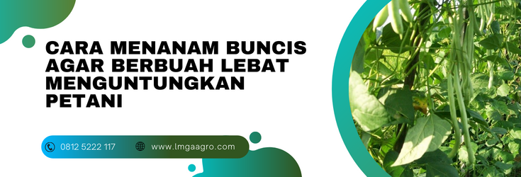 Budidaya buncis, cara menanam buncis agar berbuah lebat, umur tanaman buncis, jarak tanam buncis, bunga buncis, lmga agro