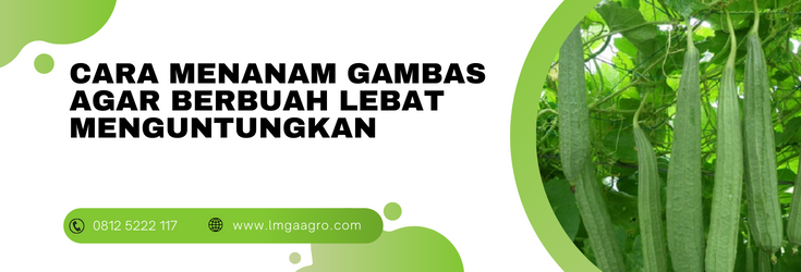 Cara menanam gambas agar berbuah lebat, pohon gambas, pohon oyong, budidaya gambas, jarak tanam gambas, LMGA AGRO