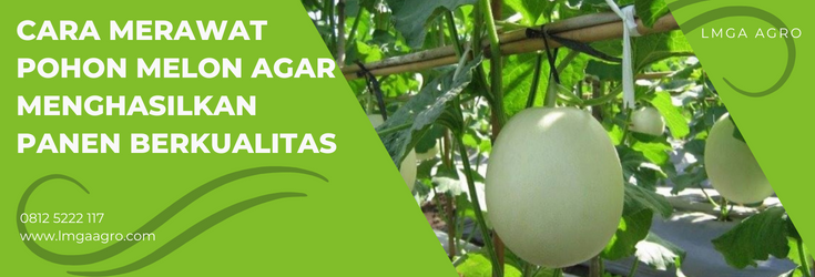 Cara merawat pohon melon, menanam melon, budidaya melon, cara menanam melon, tanam melon, lmga agro