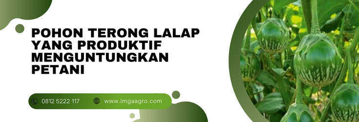 Pohon terong lalap, tanaman terong, budidaya terong, budidaya tanaman terong, terong lalap hijau, LMGA AGRO