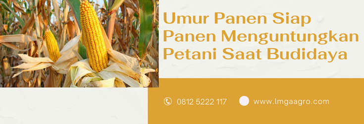 Budidaya jagung, jagung hibrida, umur jagung siap panen, pertanian jagung, penanaman jagung, lmga agro