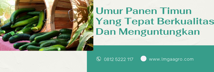 Budidaya timun, budidaya mentimun, umur panen timun, cara menanam timun, panen timun, lmga agro