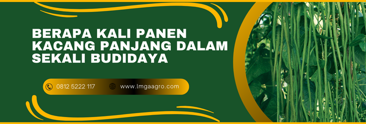 budidaya kacang panjang, panen kacang panjang, cara menanam kacang panjang, cara merawat kacang panjang, berapa kali panen kacang panjang, LMGA AGRO