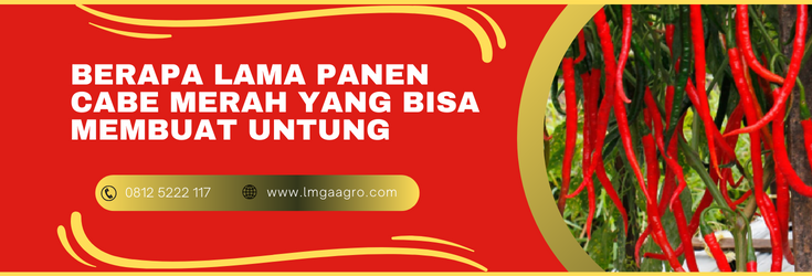 Budidaya cabe merah, cara mananam cabe, budidaya cabe, berapa lama panen cabe merah, tanaman cabai, lmga agro