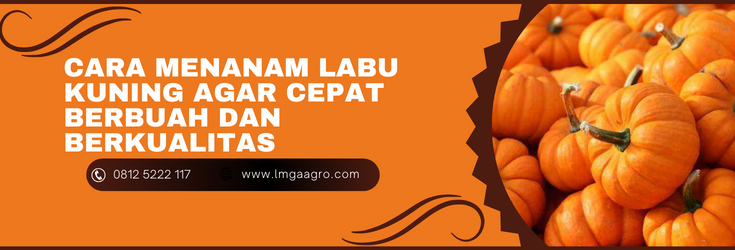 cara menanam labu, menanam labu, cara menanam labu kuning agar cepar berbuah, budidaya labu, bibit labu kuning, Lmga Agro
