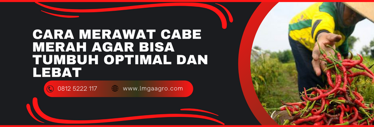 Budidaya cabe merah, cara mananam cabe, budidaya cabe, cara merawat cabe merah, tanaman cabai, lmga agro
