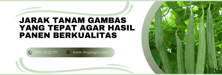 sayur gambas, gambas oyong, jarak tanam gambas, jenis gambas, jarak tanam oyong, LMGA AGRO