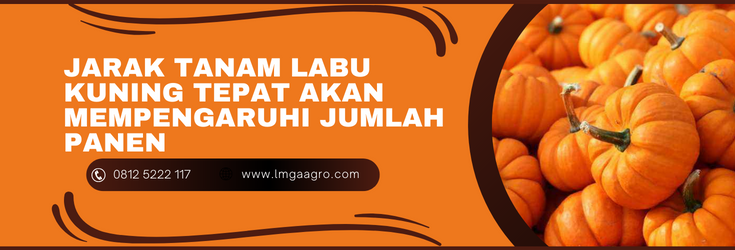 Pohon labu kuning, budidaya labu kuning, jarak tanam labu kuning, budidaya labu, bibit labu kuning, Lmga Agro