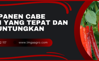 Cabai, cabe merah, cabe, cabai merah, cabe besar