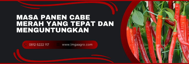 Cabai, cabe merah, cabe, cabai merah, cabe besar