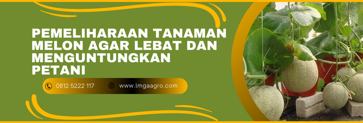 Pemeliharaan tanaman melon, menanam melon, budidaya melon, cara menanam melon, tanam melon, lmga agro