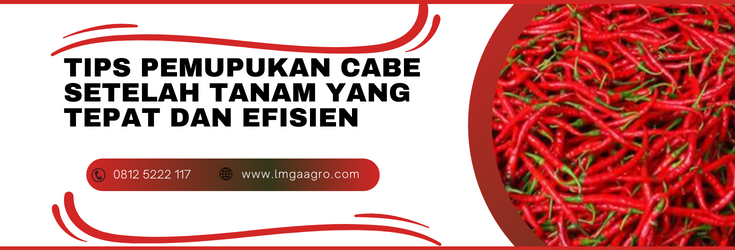 Budidaya cabe, cara menanam cabe, tanaman cabe, pemupukan cabe setelah tanam, tanam cabe rawit, LMGA AGRO