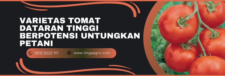 Budidaya tomat, cara menanam tomat, bibit tomat unggul dataran tinggi, tanam tomat, tanaman tomat, LMGA AGRO