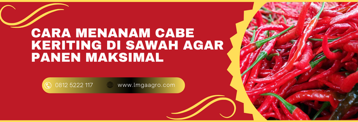 Budidaya cabai keriting, Budidaya cabe keriting, budidaya cabe, cara menanam cabe keriting di sawah, tanaman cabe, lmga agro