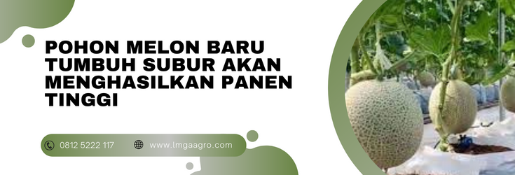 pohon melon batu tumbuh, menanam melon, budidaya melon, cara menanam melon, tanam melon, lmga agro