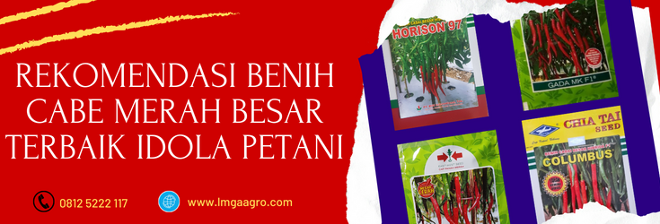 harga benih cabe merah besar, harga bibit cabe merah besar, cabe merah besar, harga cabe merah besar, cabe besar merah, cabe merah besar harga