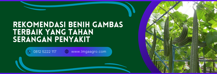 benih gambas, budidaya gambas, tanaman gambas, bibit gambas terbaik, benih gambas panah merah