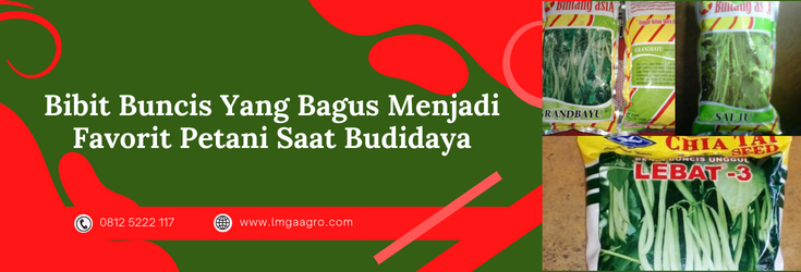 cara menanam buncis, pohoh buncis, biji buncis, bibit buncis terbaik, bibit buncis unggul, benih buncis