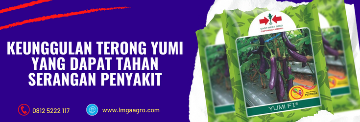benih terong yumi, budidaya terong yumi, jual bibit terong yumi, benih terong yumi f1, benih terong ungu terbaik, benih terong ungu