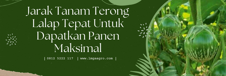 Jarak tanam terong lalap, tanaman terong lalap, terong lalap hijau, budidaya terong, pohon terong, lmga agro
