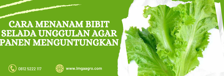 selada hidroponik, cara menanam selada, cara menanam bibit selada, tanam selada, bibit selada, lmga agro