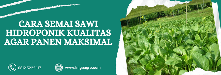 Semaian sawi, budidaya sayur sawi, bibit sawi, cara menanam sawi, cara semai sawi hidroponik, Lmga Agro